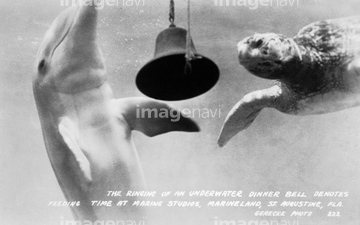 亀 ウミガメ イラスト の画像素材 生き物 イラスト Cgのイラスト素材ならイメージナビ