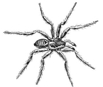 蜘蛛 タランチュラ イラスト の画像素材 生き物 イラスト Cgのイラスト素材ならイメージナビ