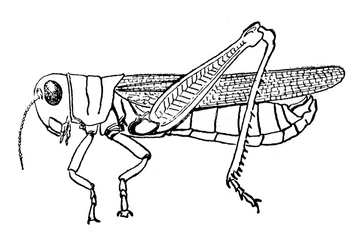 イナゴ の画像素材 虫 昆虫 生き物の写真素材ならイメージナビ