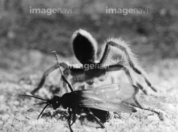 蜘蛛 タランチュラ イラスト の画像素材 生き物 イラスト Cgのイラスト素材ならイメージナビ