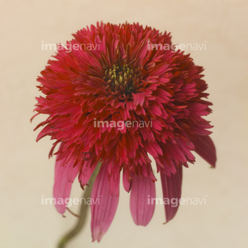 切り抜き素材特集 花 植物 の画像素材 花 植物 イラスト Cgの写真素材ならイメージナビ