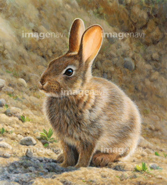 うさぎ 座る 野生 茶色 アナウサギ の画像素材 陸の動物 生き物の写真素材ならイメージナビ