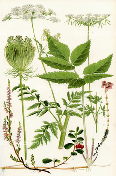 フールズパセリ の画像素材 花 植物 イラスト Cgの写真素材ならイメージナビ