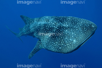 サメ 全身 ジンベエザメ の画像素材 魚類 生き物の写真素材ならイメージナビ