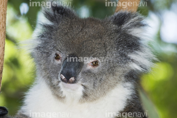 生き物 陸の動物 コアラ カンガルー オーストラリア の画像素材 写真素材ならイメージナビ