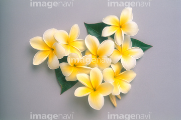 プルメリア 黄色 の画像素材 オセアニア 国 地域の写真素材ならイメージナビ