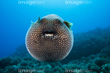 生き物 魚類 フグ ハリセンボン の画像素材 写真素材ならイメージナビ