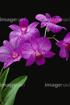 蘭 バンダ 写真 の画像素材 花 植物の写真素材ならイメージナビ