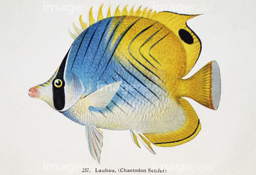 熱帯魚 の画像素材 生き物 イラスト Cgの写真素材ならイメージナビ