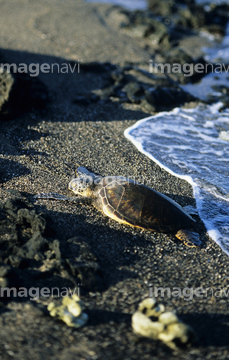 カメ 爬虫類 南国 かわいい ウミガメ の画像素材 生き物 イラスト Cgの写真素材ならイメージナビ