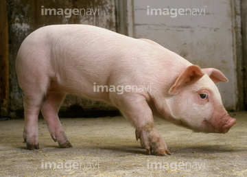 子豚 横向き 小さい の画像素材 家畜 生き物の写真素材ならイメージナビ