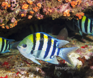 生き物 ペット 熱帯魚 黄色 縞模様 の画像素材 写真素材ならイメージナビ
