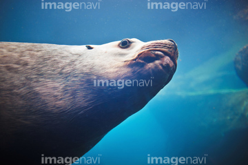 トド アシカ の画像素材 海の動物 生き物の写真素材ならイメージナビ