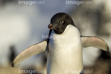 ペンギン 正面 かわいい の画像素材 生き物 イラスト Cgの写真素材ならイメージナビ