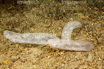 生き物 海の動物 イカ タコ 珊瑚礁 交尾 の画像素材 写真素材ならイメージナビ