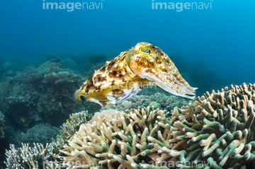 生き物 海の動物 イカ タコ 珊瑚礁 交尾 の画像素材 写真素材ならイメージナビ