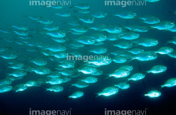 魚 泳ぐ 深海魚 の画像素材 生き物 イラスト Cgの写真素材ならイメージナビ 魚 泳ぐ 深海魚 の画像素材 生き物 イラスト Cgの写真素材ならイメージナビ