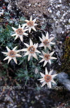 エーデルワイス の画像素材 花 植物の写真素材ならイメージナビ