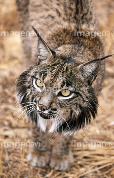 スペインオオヤマネコ の画像素材 陸の動物 生き物の写真素材ならイメージナビ