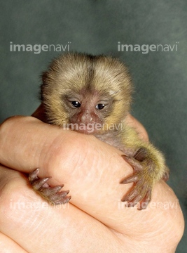 ピグミーマーモセット 大人 の画像素材 写真素材ならイメージナビ