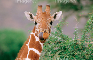 キリン の画像素材 陸の動物 生き物の写真素材ならイメージナビ