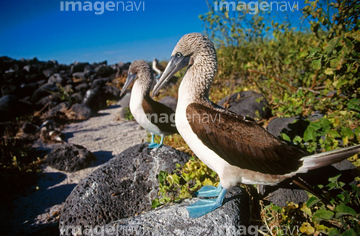 生き物 鳥類 水辺の鳥 アオアシカツオドリ 水かき の画像素材 写真素材ならイメージナビ