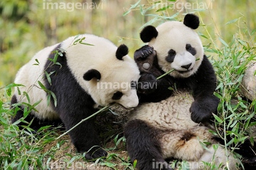 生き物 陸の動物 パンダ 座る あーん の画像素材 写真素材ならイメージナビ
