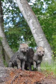 Carnivores の画像素材 アフリカ 国 地域の写真素材ならイメージナビ