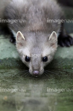 イタチ の画像素材 陸の動物 生き物の写真素材ならイメージナビ