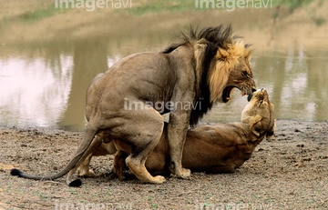 生き物 陸の動物 ライオン トラ ライオン 吠える 横顔 の画像素材 写真素材ならイメージナビ