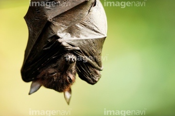 ジャワオオコウモリ の画像素材 陸の動物 生き物の写真素材ならイメージナビ