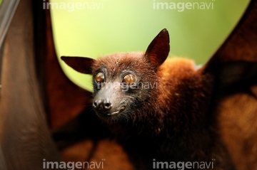 ジャワオオコウモリ の画像素材 陸の動物 生き物の写真素材ならイメージナビ