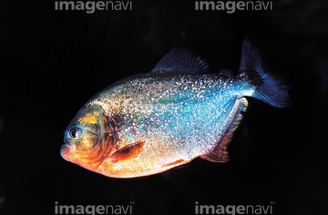 ピラニア の画像素材 生き物 イラスト Cgの写真素材ならイメージナビ