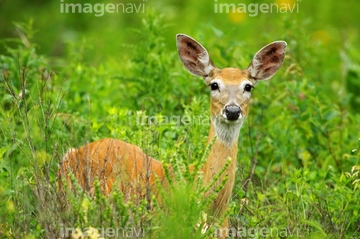ミュールジカ の画像素材 家畜 生き物の写真素材ならイメージナビ