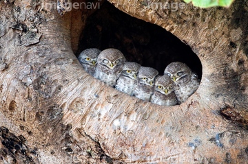 インドコキンメフクロウ の画像素材 鳥類 生き物の写真素材ならイメージナビ