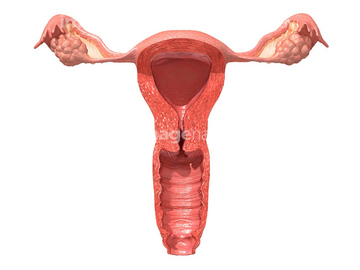 子宮 膣 健康的 の画像素材 医療 イラスト Cgの写真素材ならイメージナビ