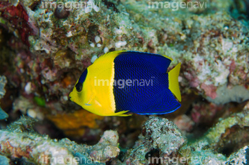 生き物 ペット 熱帯魚 黄色 縞模様 の画像素材 写真素材ならイメージナビ