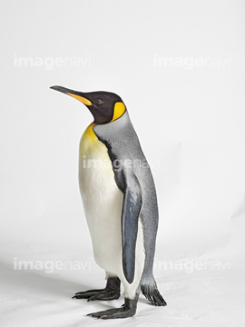 ペンギン 1匹 ロイヤルペンギン の画像素材 鳥類 生き物の写真素材ならイメージナビ