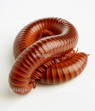 ヤスデ 茶色 の画像素材 虫 昆虫 生き物の写真素材ならイメージナビ