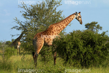 キリン ケープキリン の画像素材 陸の動物 生き物の写真素材ならイメージナビ