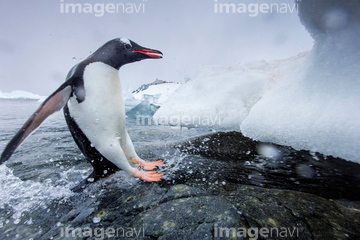 ペンギン ジャンプ 寒い の画像素材 鳥類 生き物の写真素材ならイメージナビ
