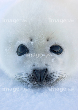 アザラシ 赤ちゃん かわいい の画像素材 海の動物 生き物の写真素材ならイメージナビ