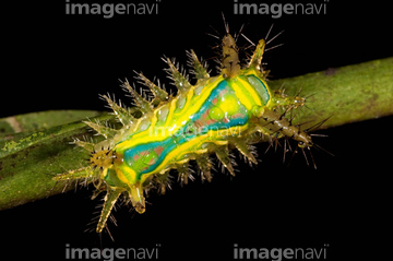 オコゼ の画像素材 虫 昆虫 生き物の写真素材ならイメージナビ