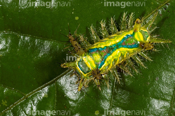 オコゼ の画像素材 虫 昆虫 生き物の写真素材ならイメージナビ