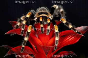 メキシカンレッドニータランチュラ の画像素材 虫 昆虫 生き物の写真素材ならイメージナビ