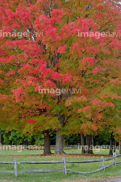 アメリカハナノキ の画像素材 葉 花 植物の写真素材ならイメージナビ