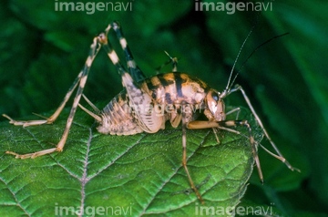 カマドウマ の画像素材 虫 昆虫 生き物の写真素材ならイメージナビ