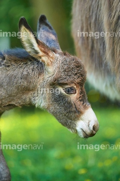 ロバ かわいい の画像素材 家畜 生き物の写真素材ならイメージナビ