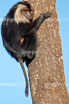 生き物 陸の動物 サル の画像素材 写真素材ならイメージナビ