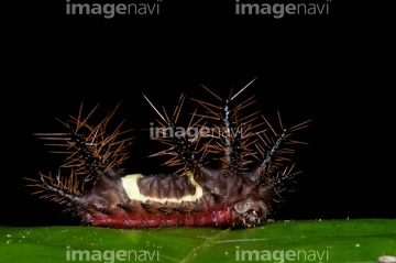 オコゼ の画像素材 虫 昆虫 生き物の写真素材ならイメージナビ